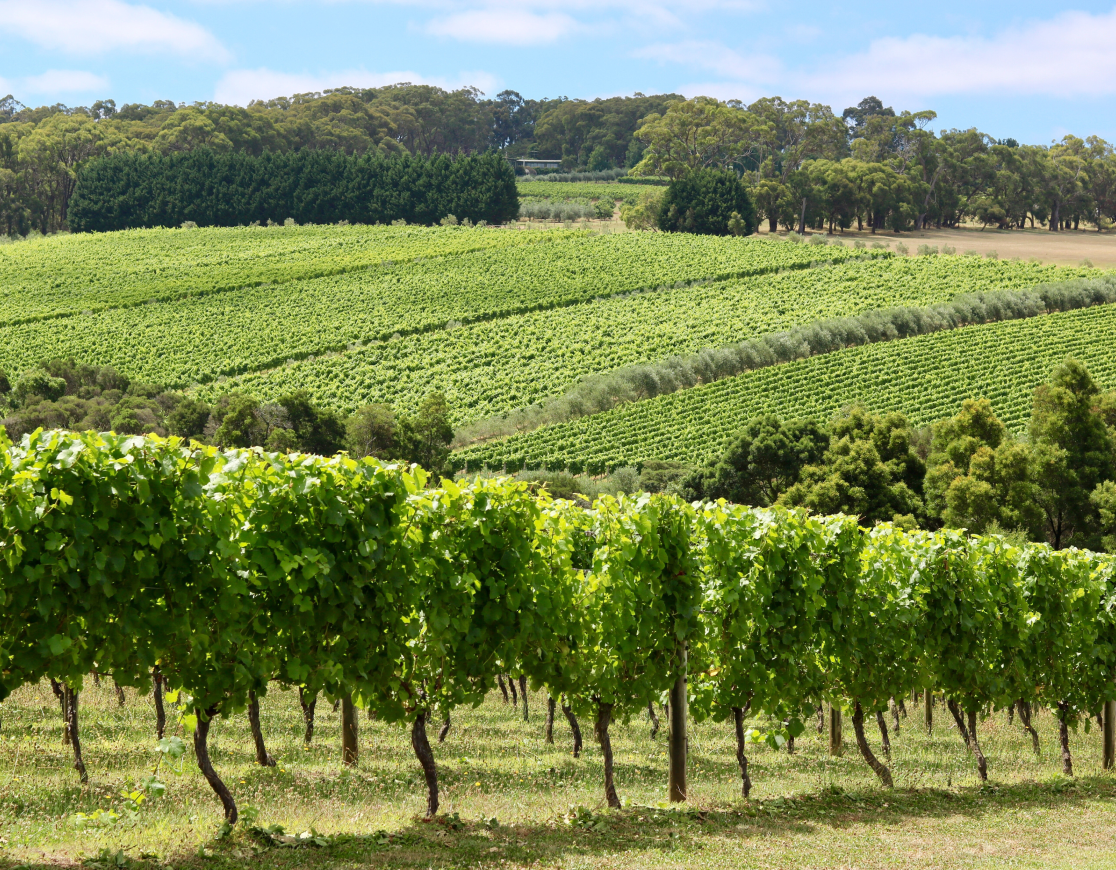 Top 10 Wineries Around Anapa